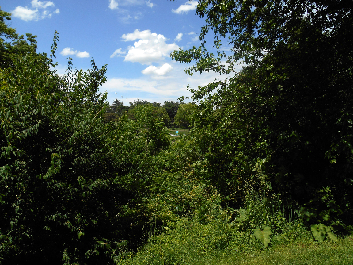 treesofelmwood